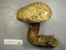 Boletus rubripes image