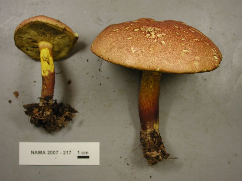 Boletus rufomaculatus image