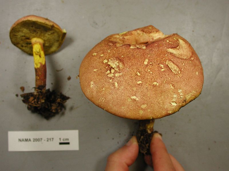 Boletus rufomaculatus image