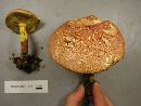 Boletus rufomaculatus image