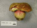 Boletus smithii image