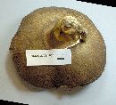 Boletus subgraveolens image