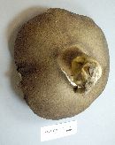 Boletus subgraveolens image