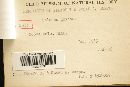 Retiboletus griseus image