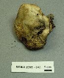 Retiboletus griseus image