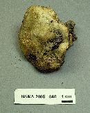 Retiboletus griseus image