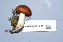 Suillus brevipes image