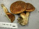 Suillus cavipes image