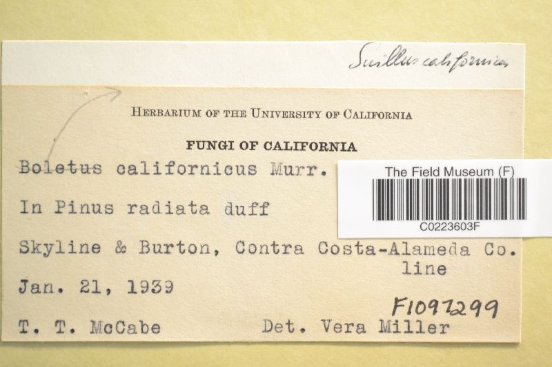 Suillus californicus image