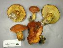 Suillus grevillei image