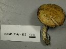 Suillus subolivaceus image