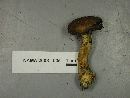 Suillus viscidus image