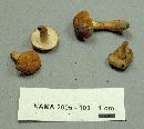 Gyroporus castaneus image