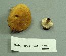 Gyroporus castaneus image