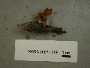 Hygrophoropsis aurantiaca image