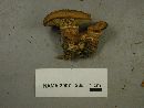Tapinella atrotomentosa image