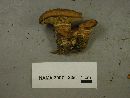 Tapinella atrotomentosa image