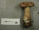 Tylopilus violatinctus image