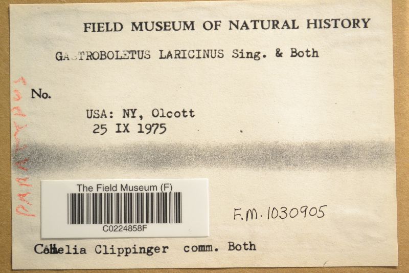 Gastroboletus laricinus image
