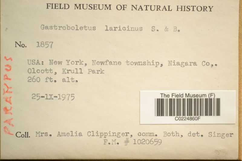 Gastroboletus laricinus image