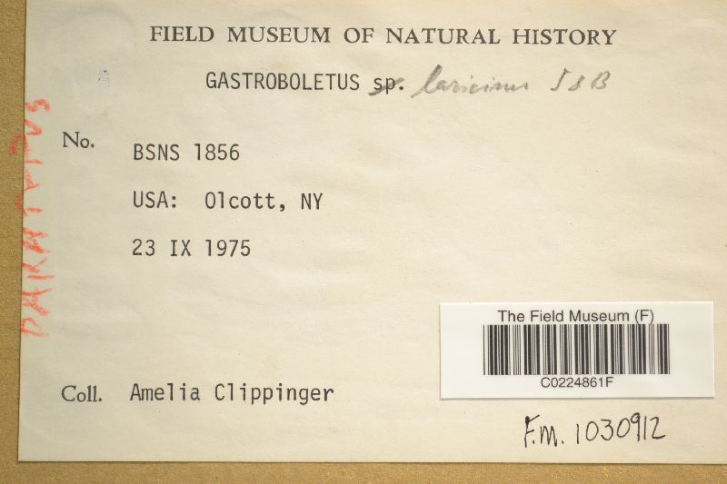 Gastroboletus laricinus image