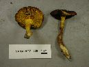 Phylloporus rhodoxanthus image