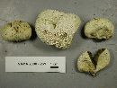 Lycoperdon curtisii image