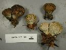 Lycoperdon nigrescens image