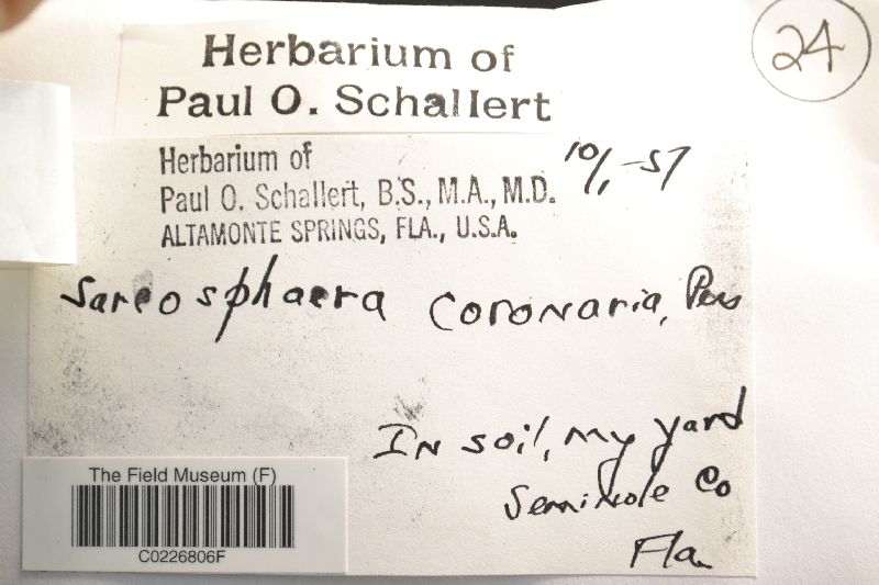 Scleroderma floridanum image