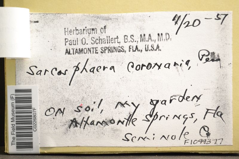 Scleroderma floridanum image