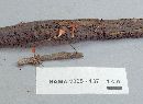 Sarcoscypha occidentalis image
