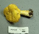 Cantharellus chicagoensis image