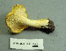 Cantharellus chicagoensis image