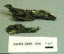 Chlorociboria aeruginascens image