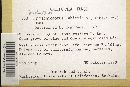 Trichaptum abietinum image