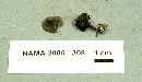 Helvella macropus image