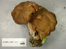 Gyromitra californica image