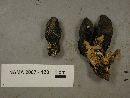 Xylaria polymorpha image