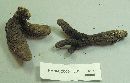 Xylaria polymorpha image