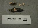 Xylaria cubensis image