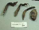 Xylaria polymorpha image