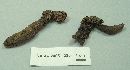 Xylaria polymorpha image