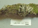 Xylaria polymorpha image