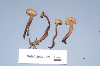 Pachycudonia monticola image