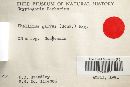 Phellinus gilvus image