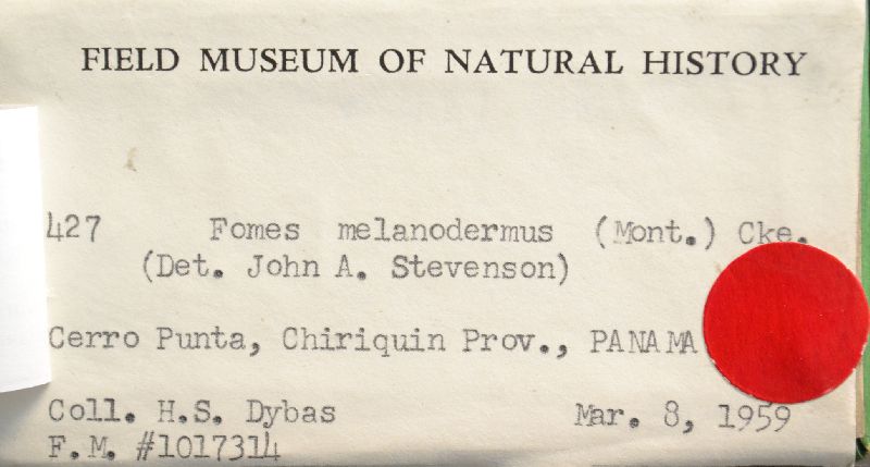 Phellinus melanodermus image