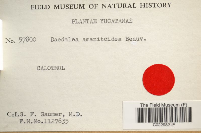 Daedalea amanitoides image