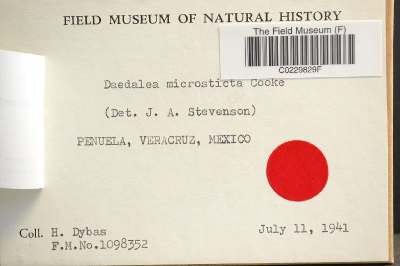 Daedalea microsticta image