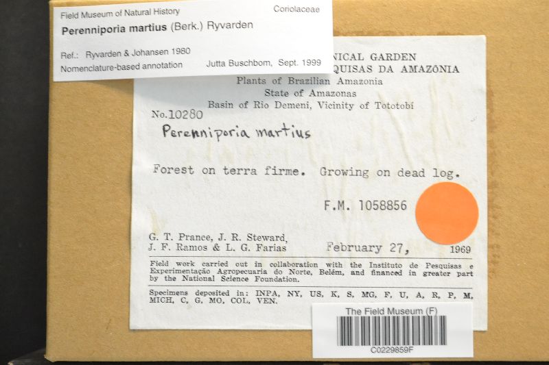 Perenniporia martia image
