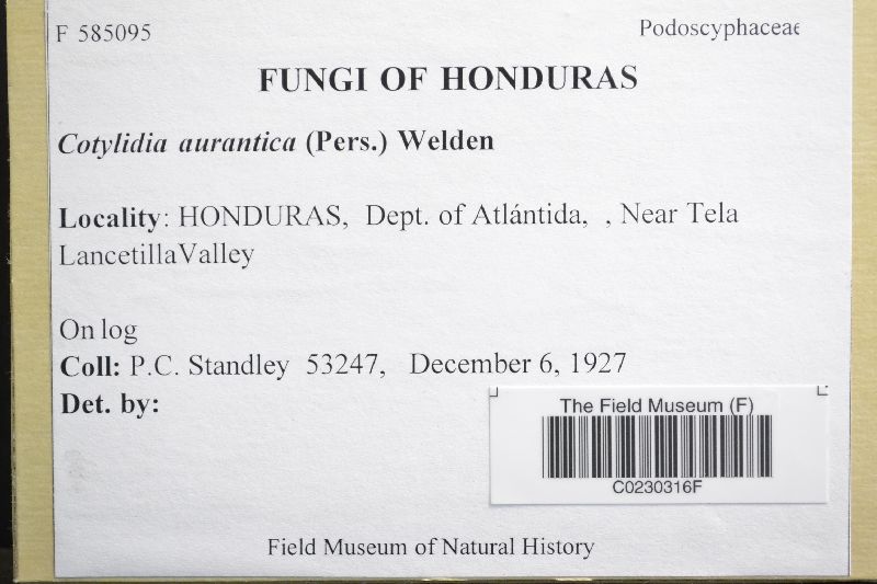 Cotylidia aurantiaca image